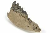 Fossil Woolly Rhino (Coelodonta) Jaw Section - Siberia #225190-6